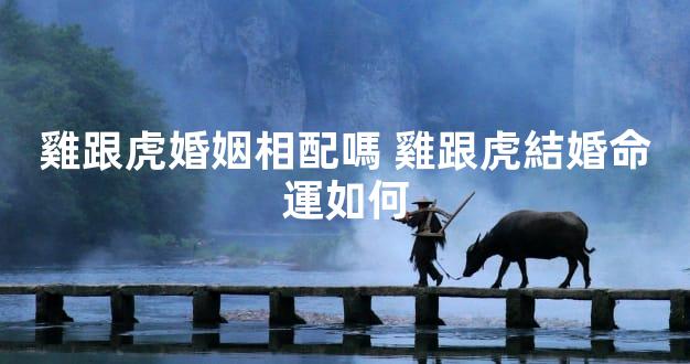 雞跟虎婚姻相配嗎 雞跟虎結婚命運如何